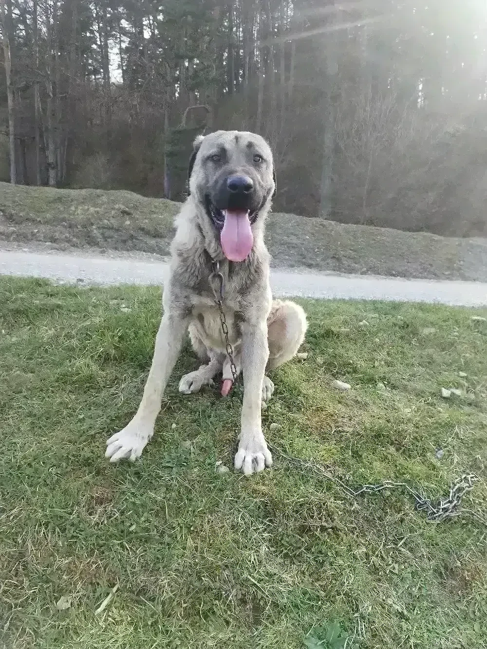 Vând kangal 1 an și 11 luni 