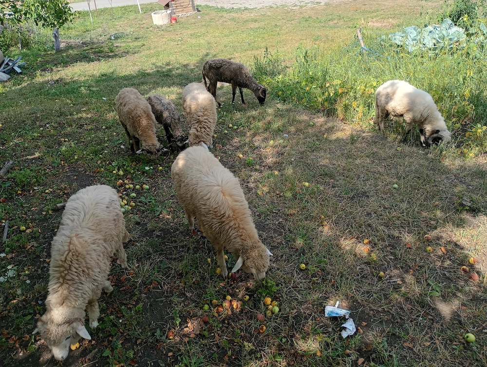 Vând 4 miei și o oaie