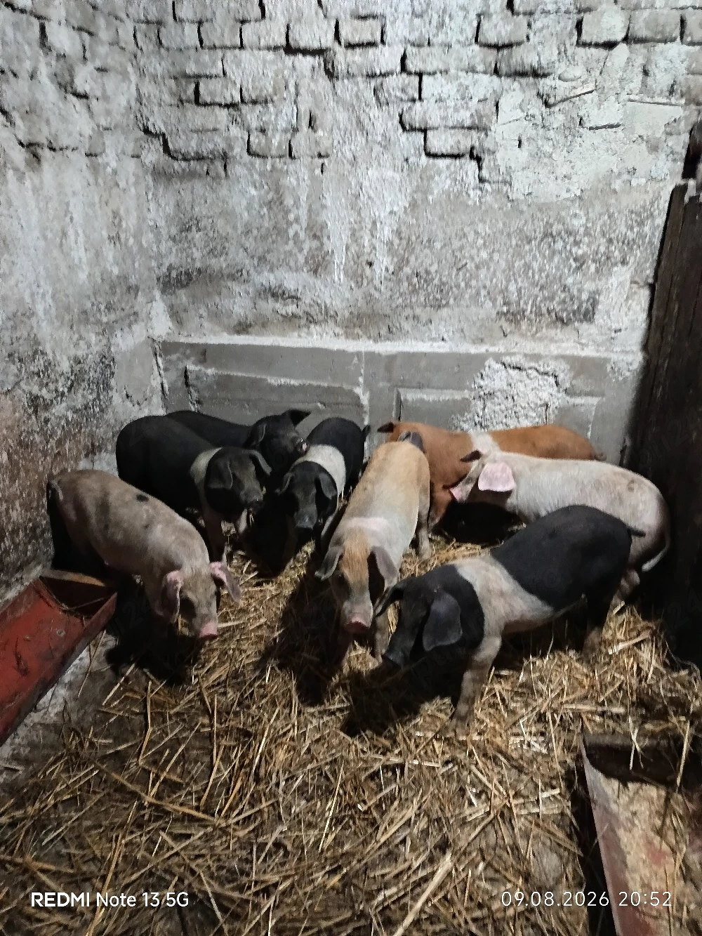 purcei de 9 săptămâni 