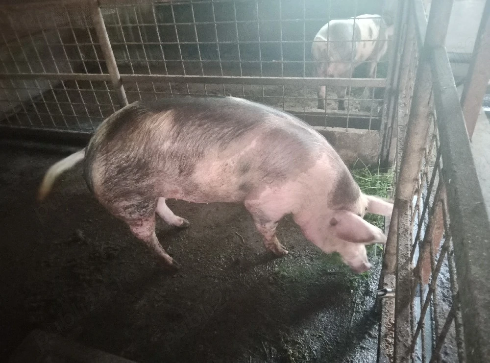 Purcele de vânzare 