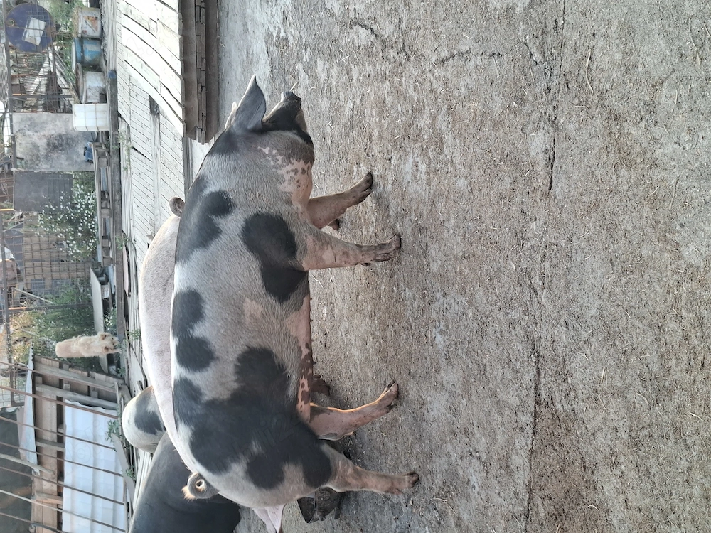 Vand porci de tara