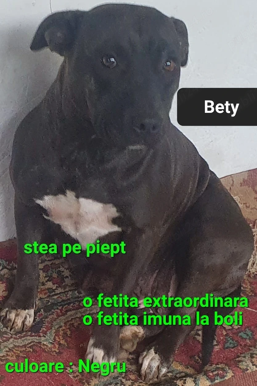 Fata AmericanPBT