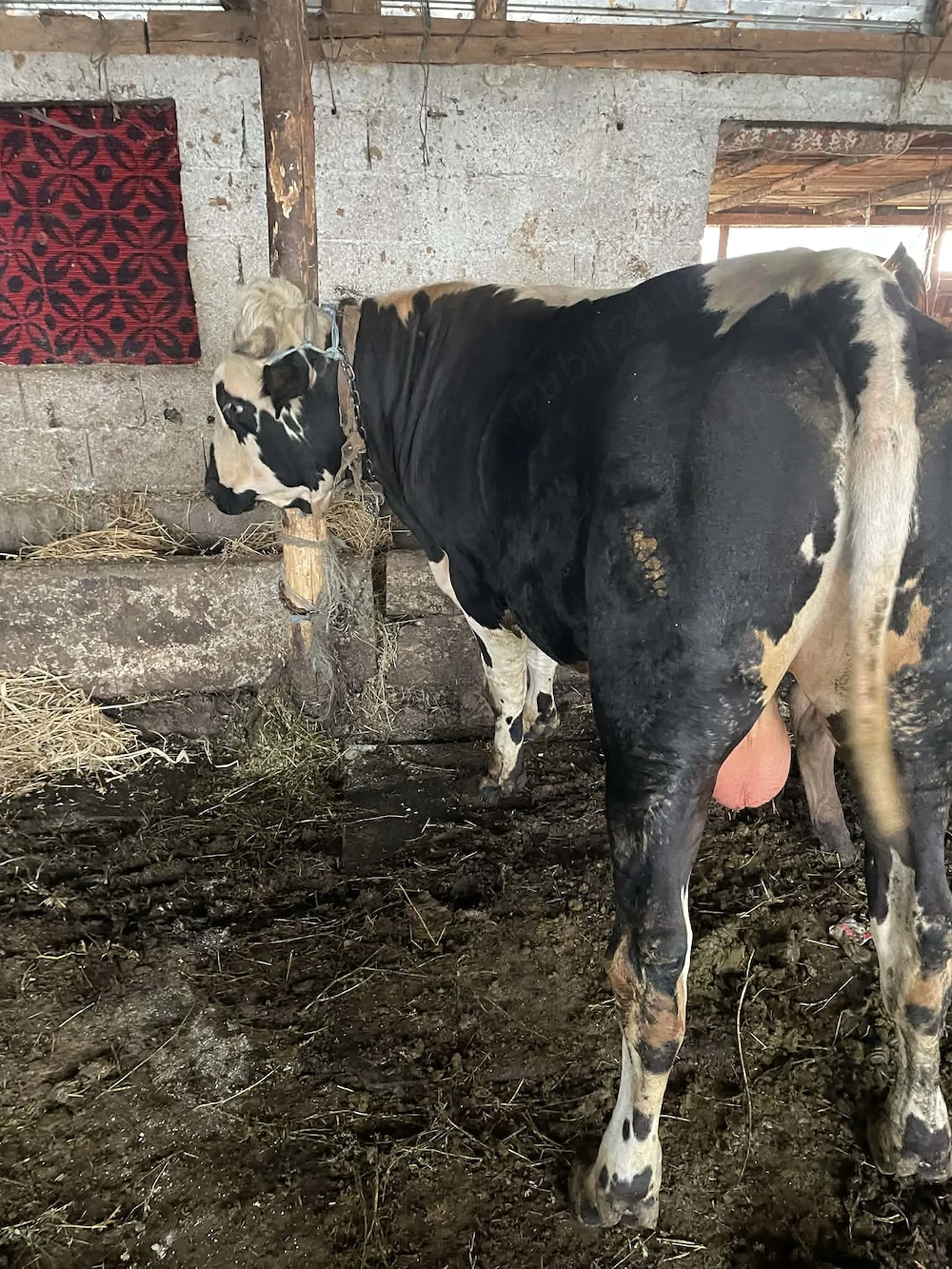 Vând taur de un an jumate și unul de 2.5 luni foarte bine îngrijit și sănătoși 