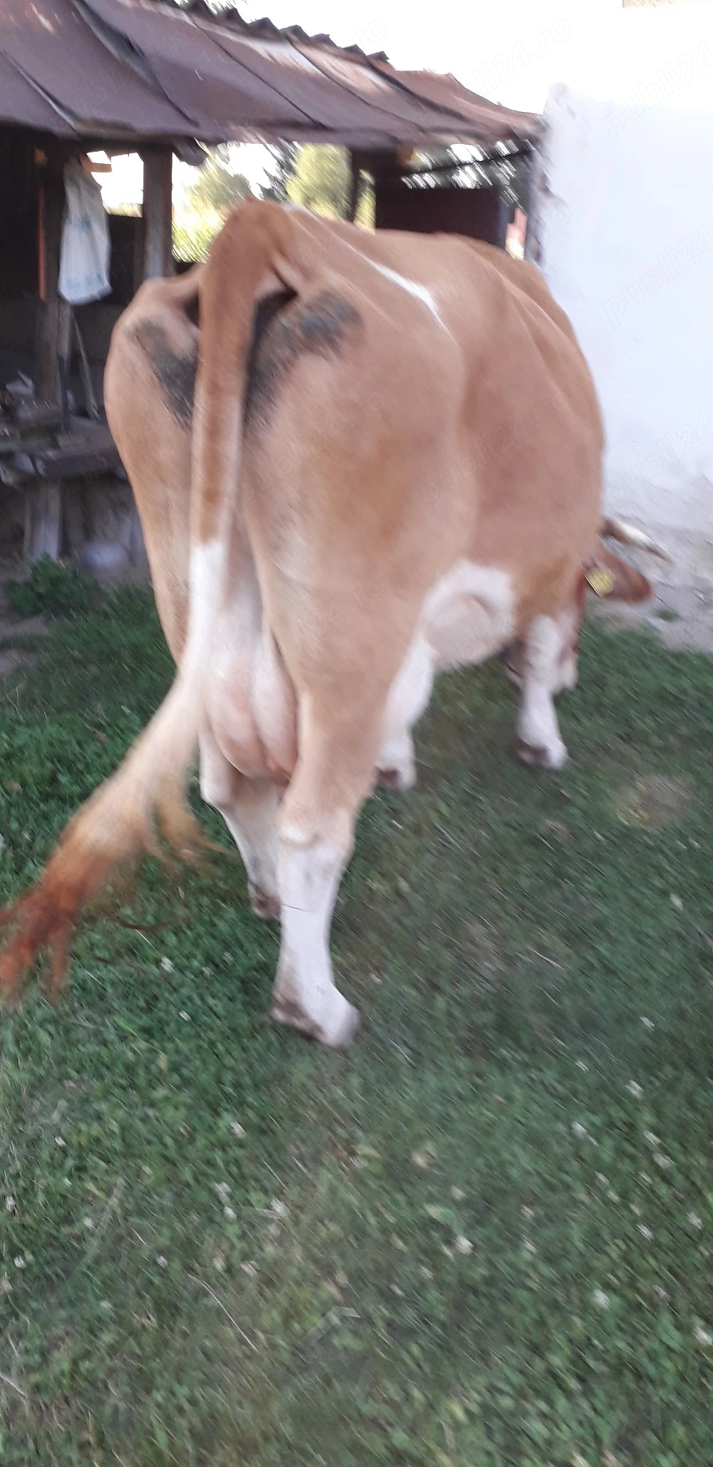 Vacă de vanzare 