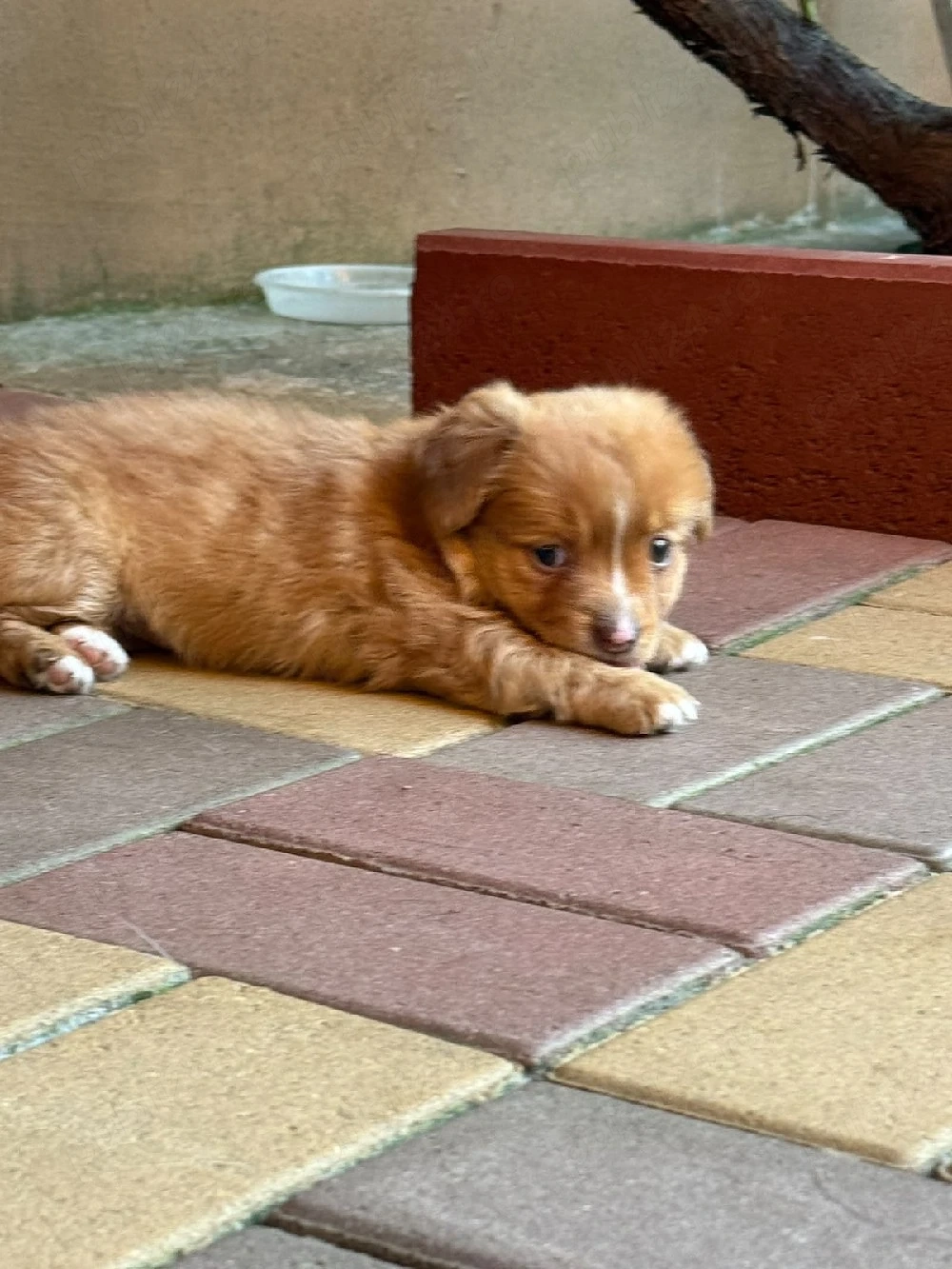 Cățelușa pentru adoptie