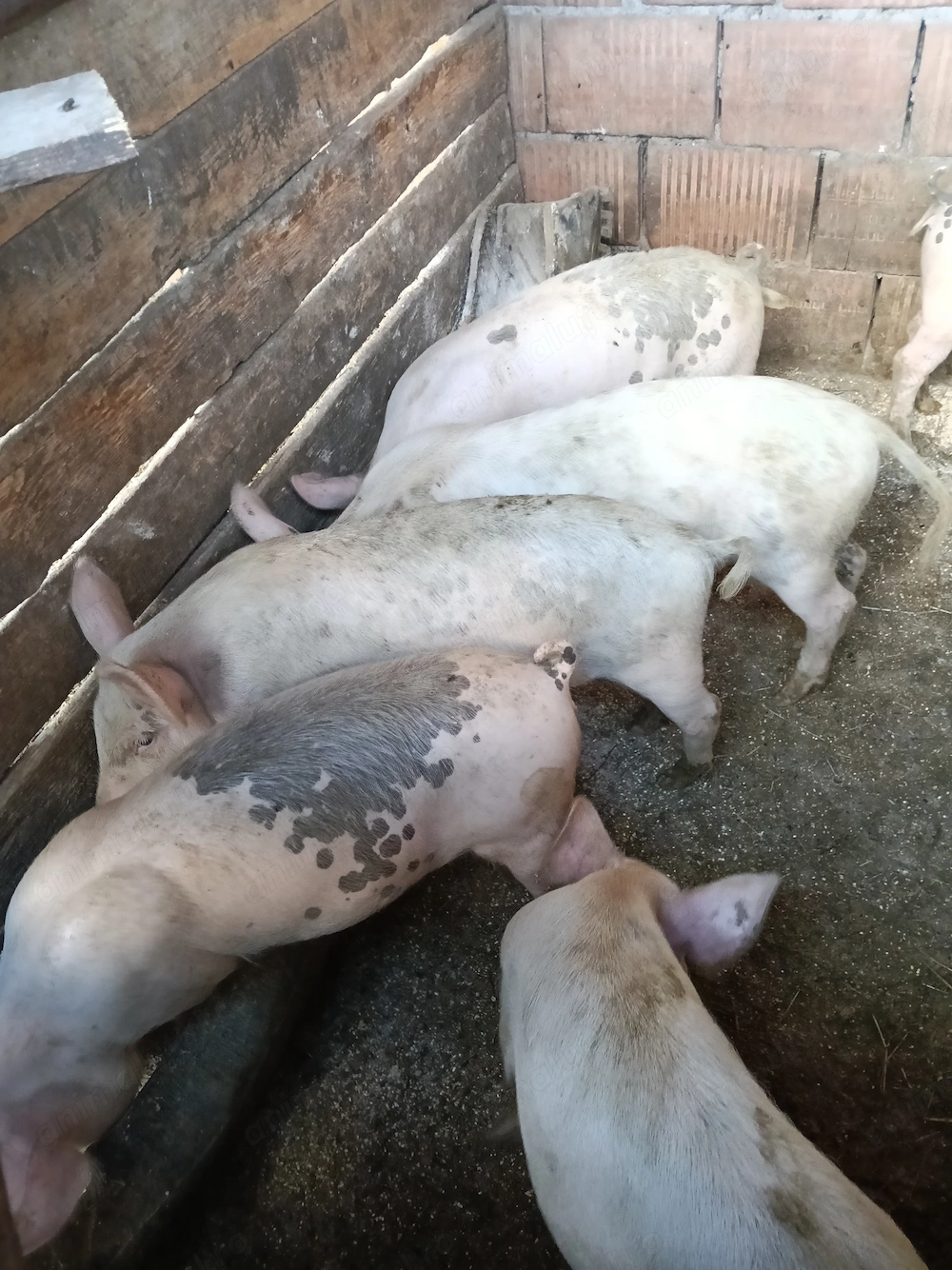 Purcei de vînzare,  30 35 kg sat berghia jud Mureș 