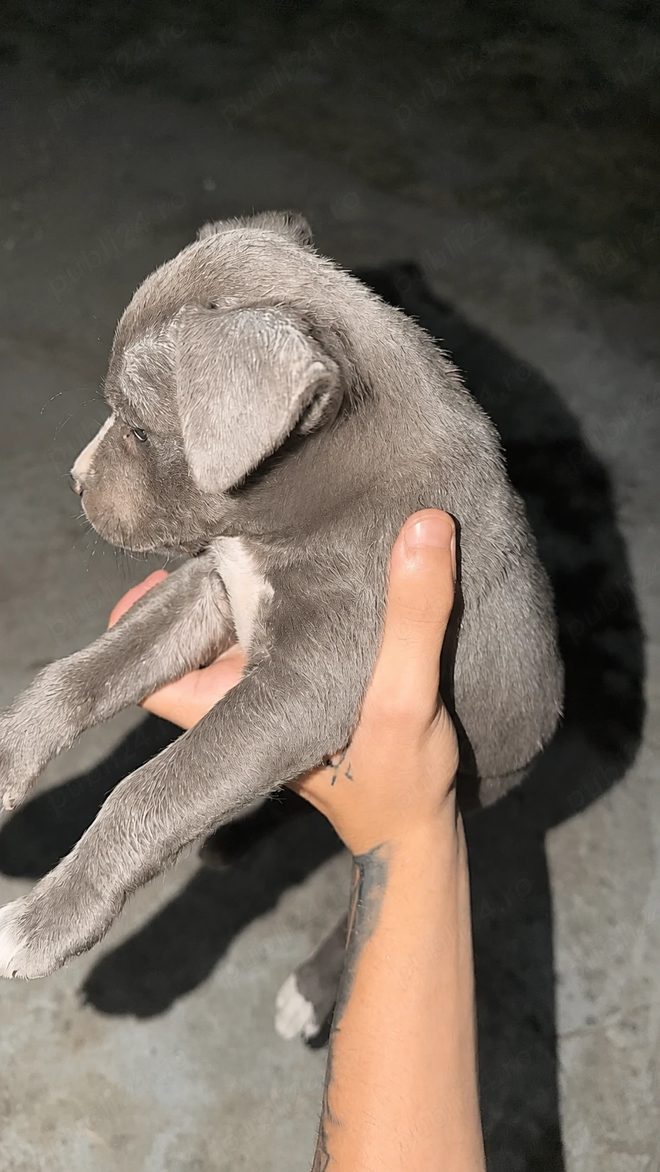   Cățea de rasă amstaff american 