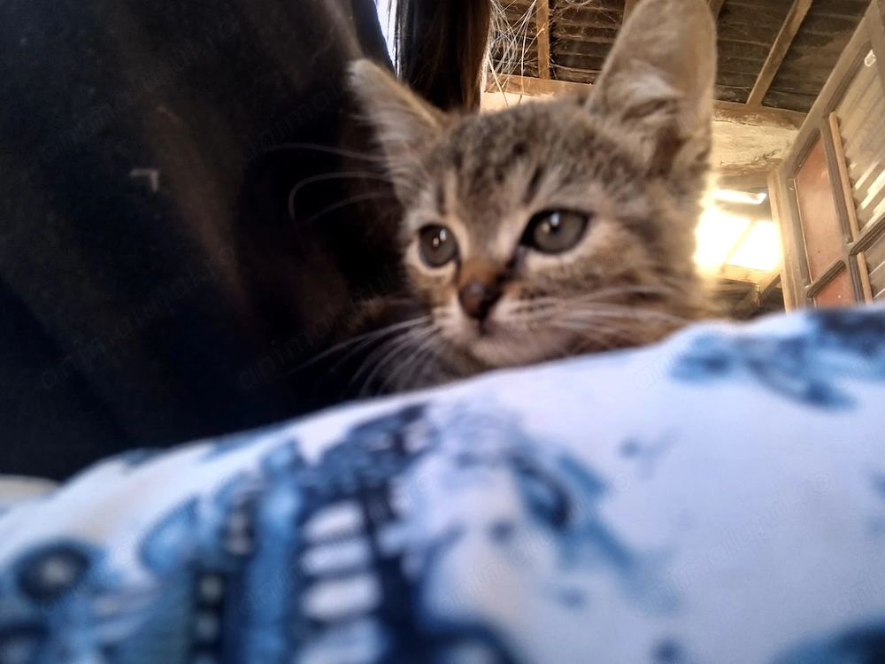   DONEZ 3 pisicuțe adorabile