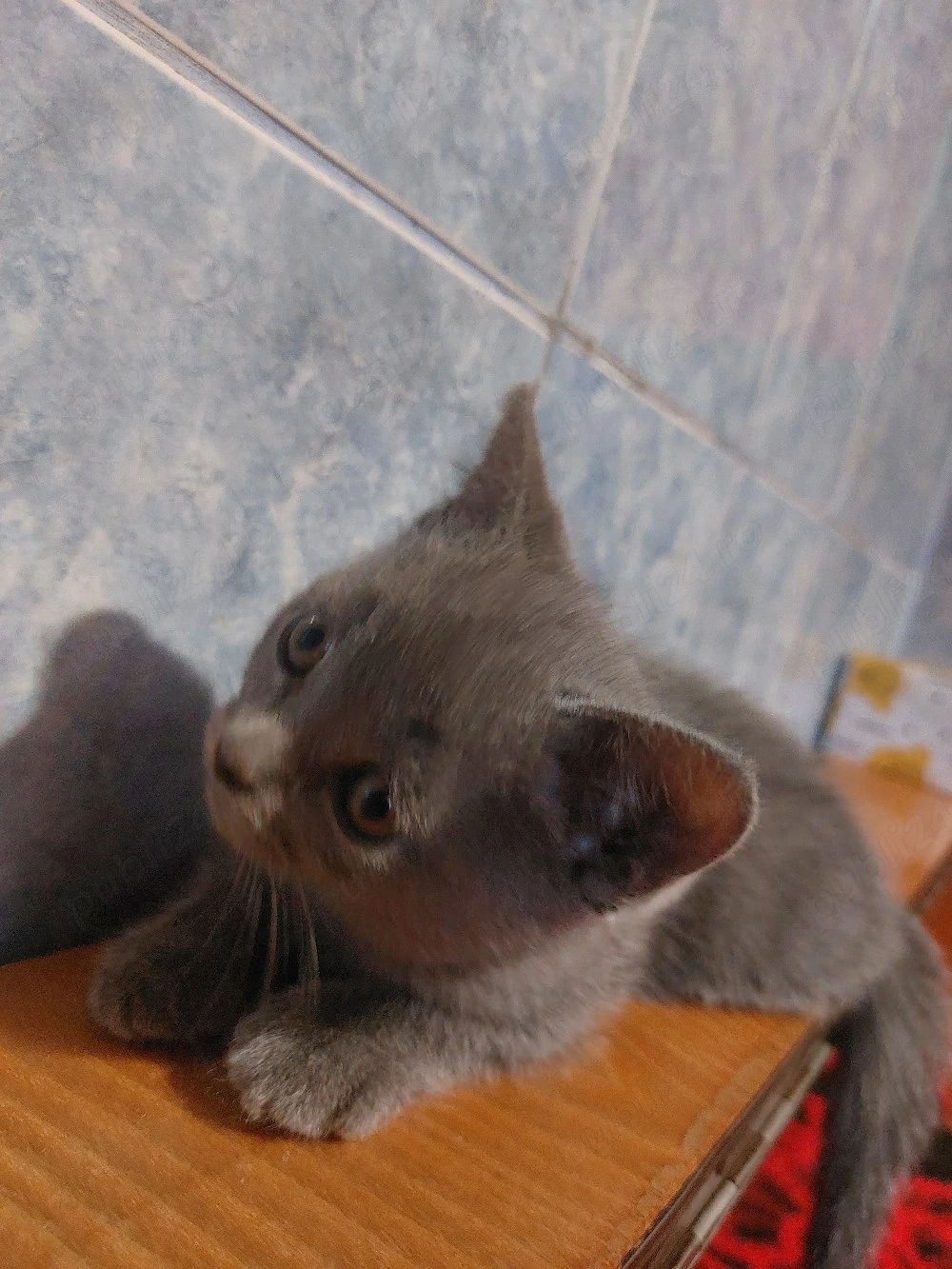 pui british shorthair