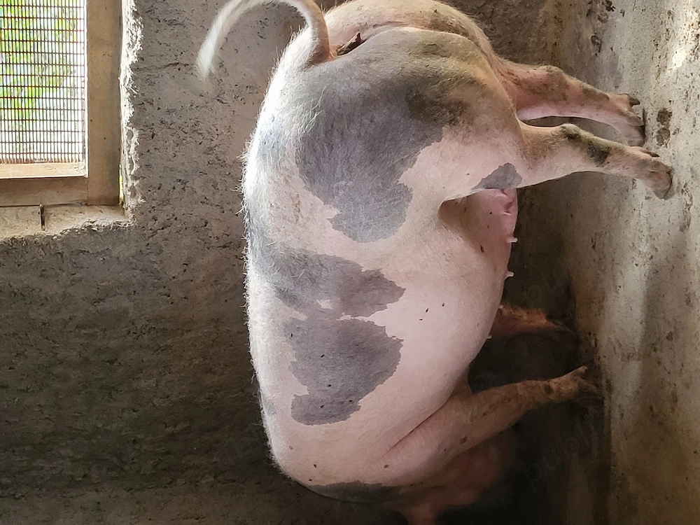 Porci,purcei de vanzare