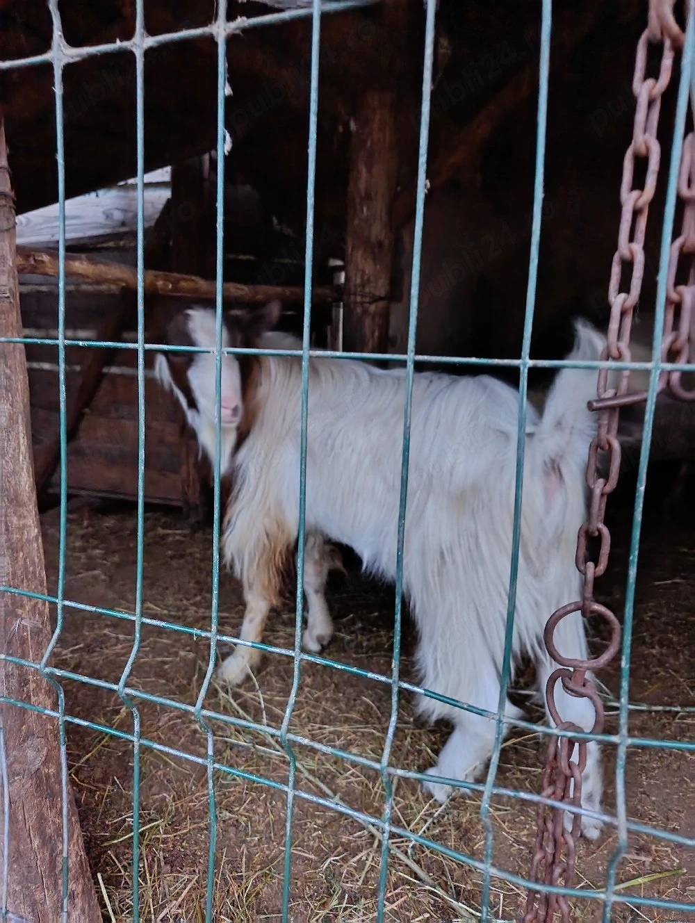 1 tap ciut  sannen de vanzare