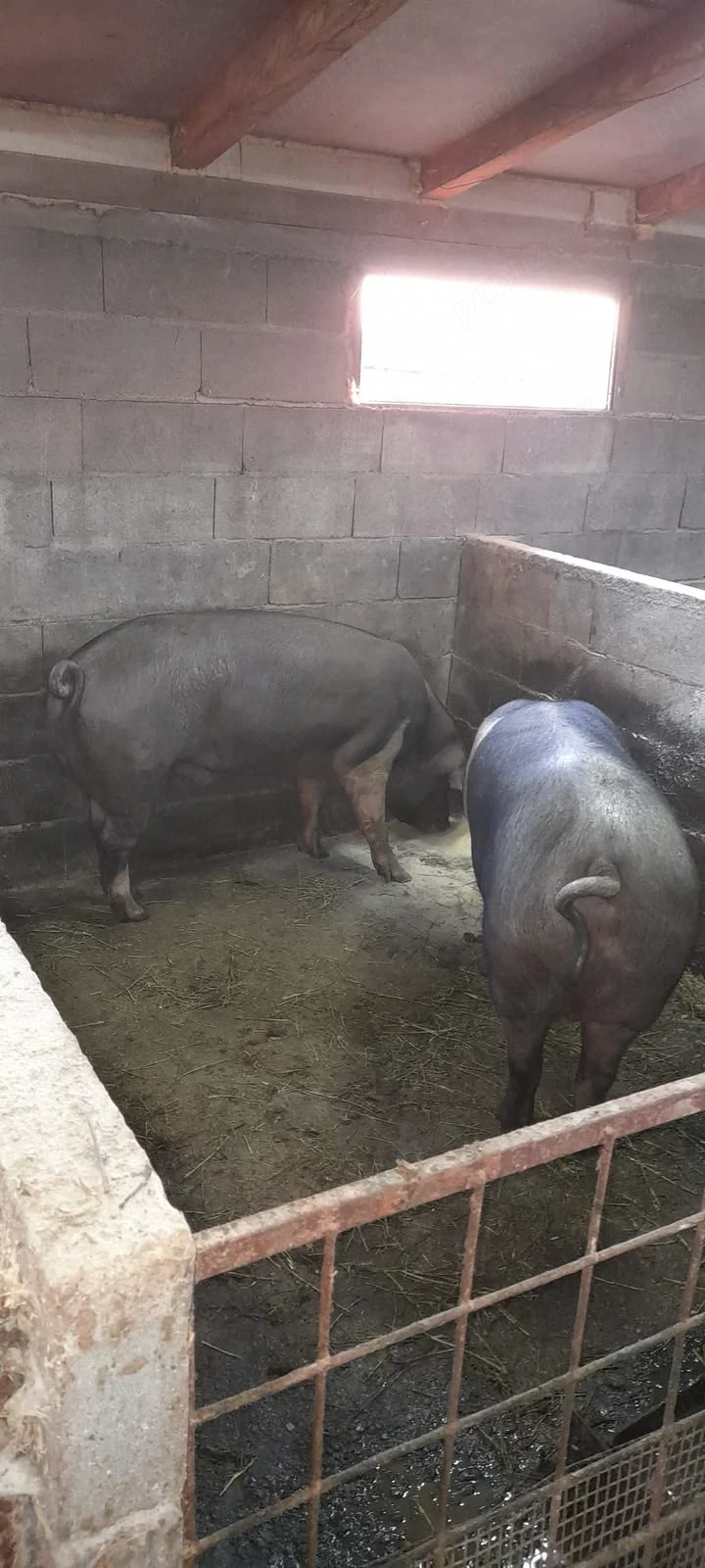 Porci rasa Bekshire