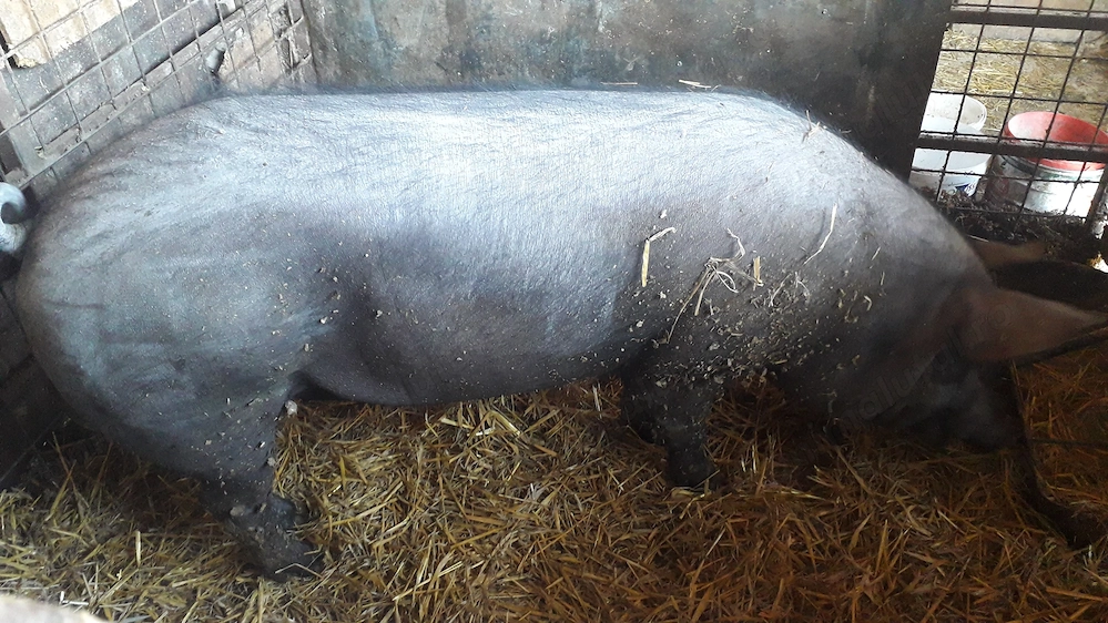 Vand vier negru