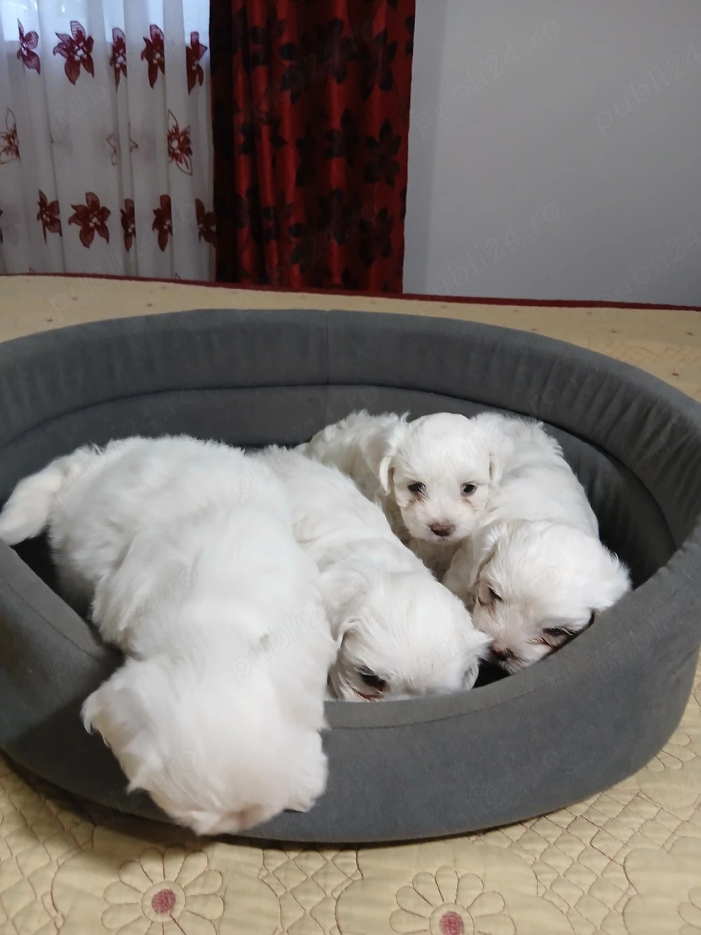 Pui de bichon maltez 