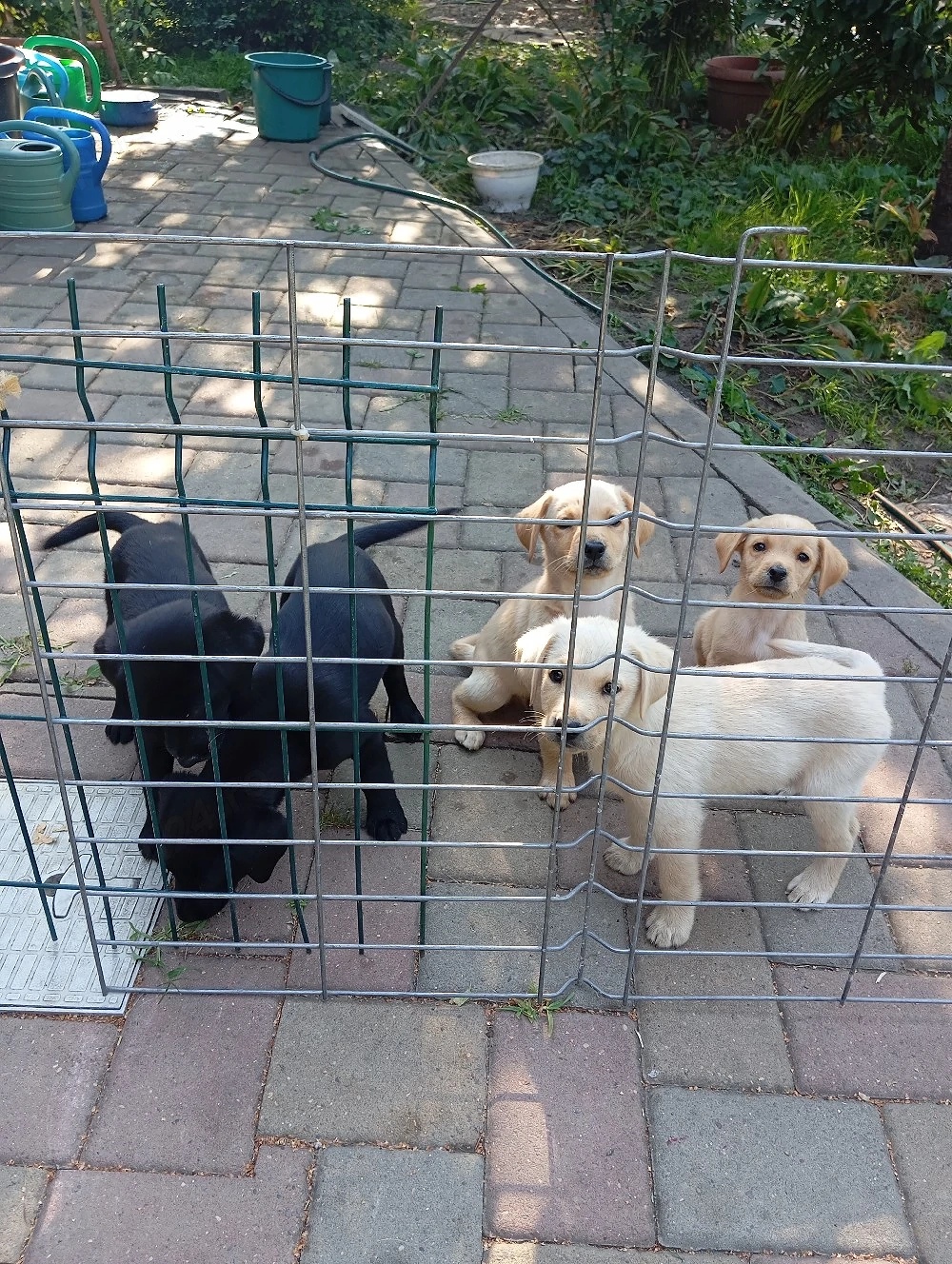 Puiuți de Labrador 