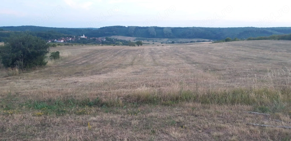 Vand doua terenuri in suprafata de aprox 1 ha, extravilan, situate in localitatea Betfia, Bihor.