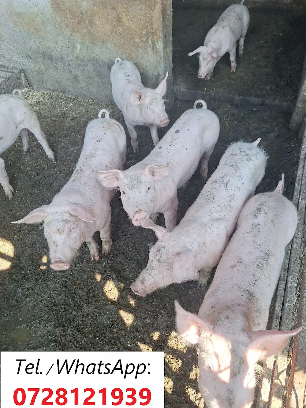 Porci de rasa, greutate 25-35 kg. 