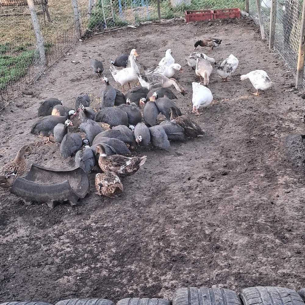 vand gaste in varsta de un an si bibilici de anul acesta 