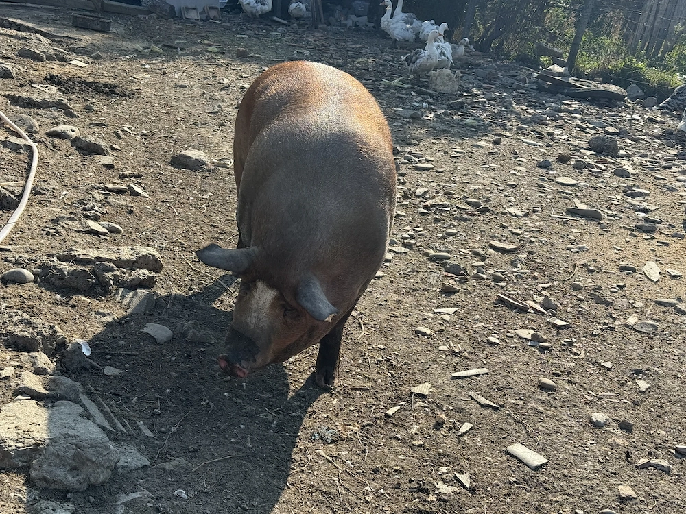 Porc de vânzare 500kg