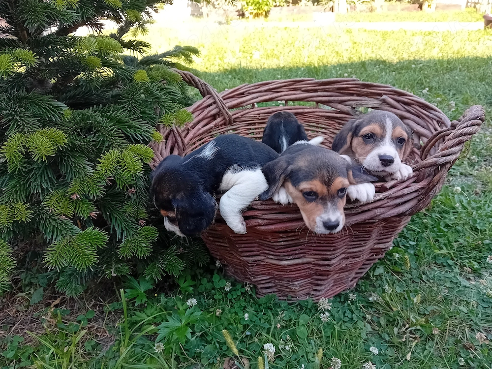 Pui Beagle de vanzare