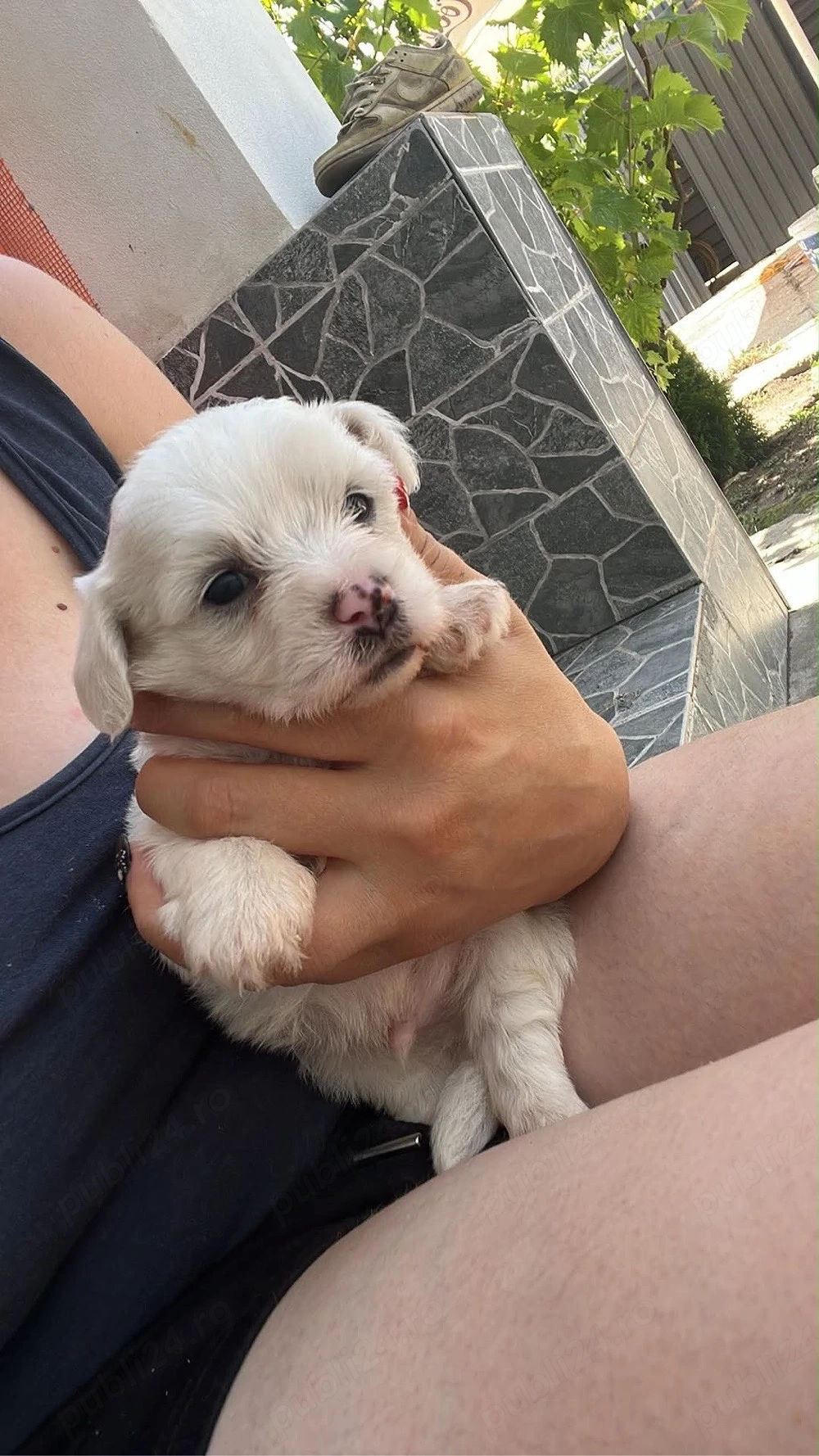 Bichonii de vanzare!