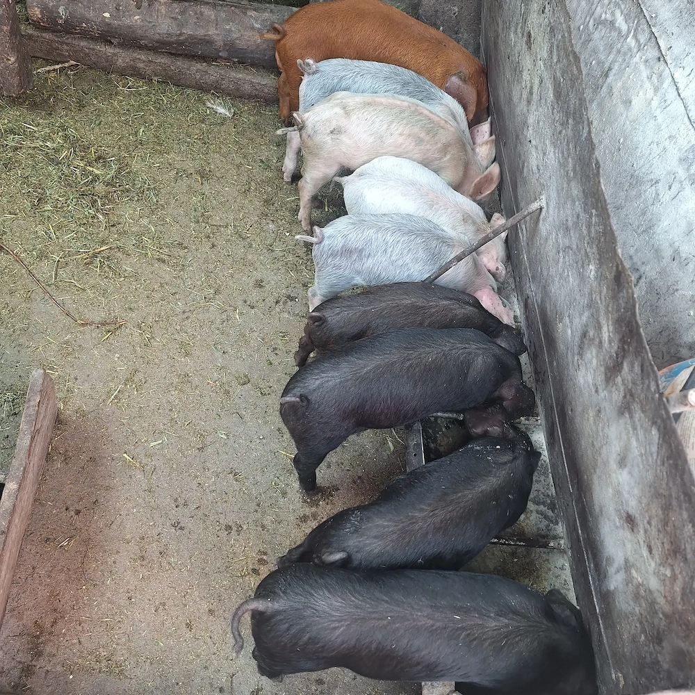 purceii de casă 