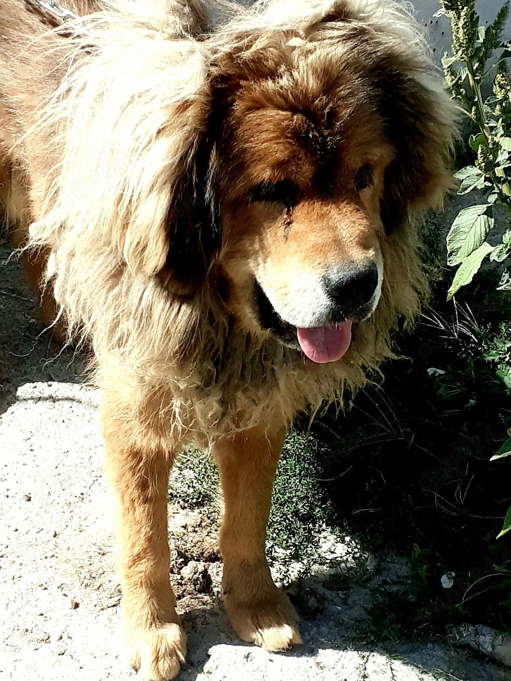 Donez familie Mastiff Tibetan