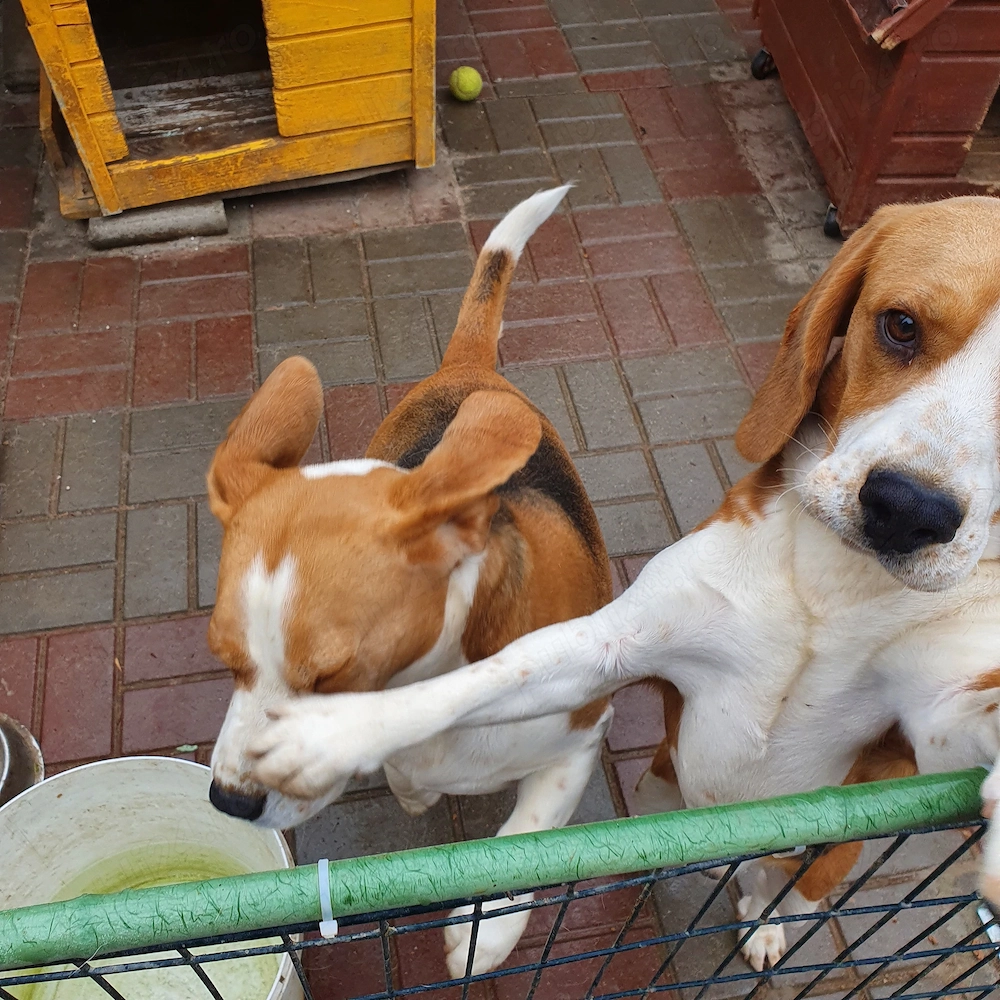 Caine Beagle