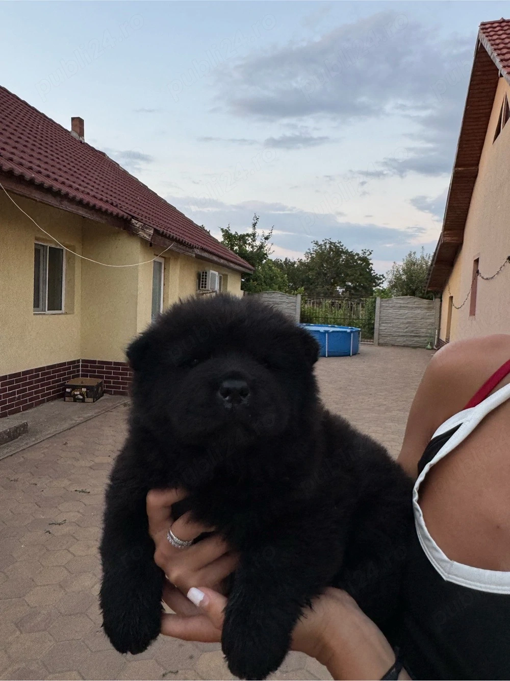 Vând căței chow chow