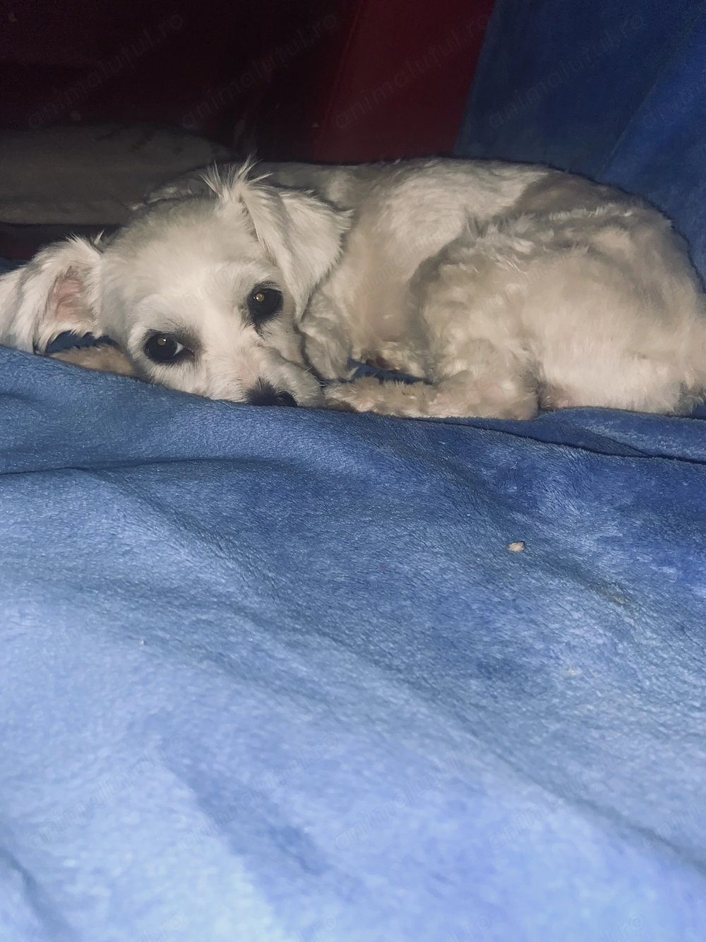 Vand bichon maltez 