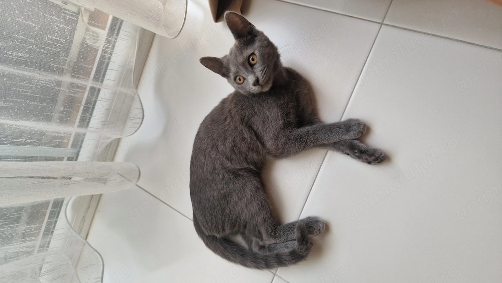 Pui de pisica British Shorthair 
