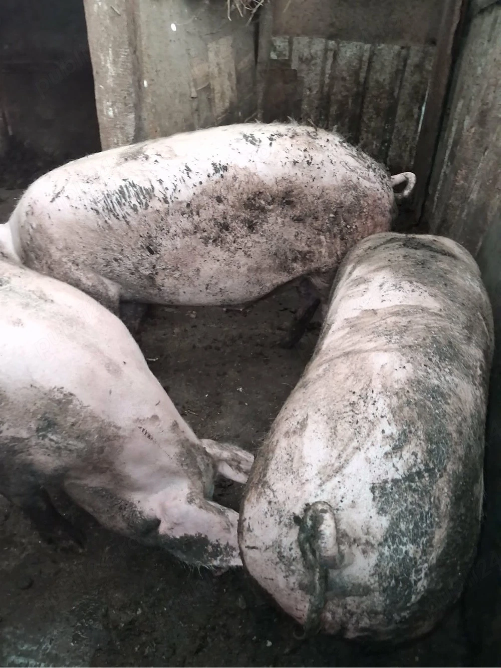 Porci de vanzare
