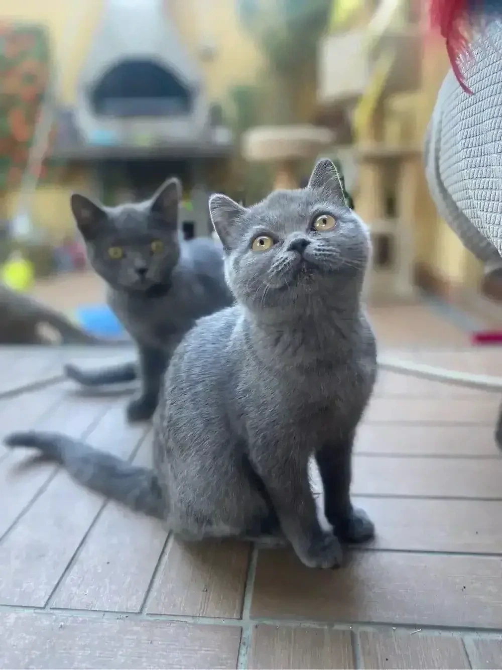 British shorthair
