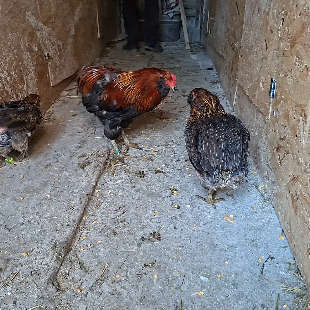 Familie Araucana