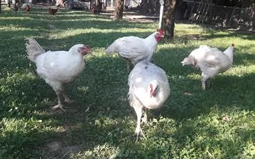 Pui de casă de vânzare 