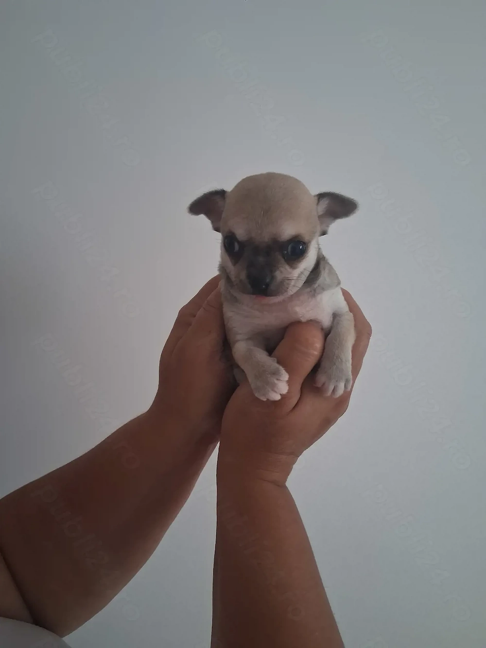 Chihuahua bebelusi