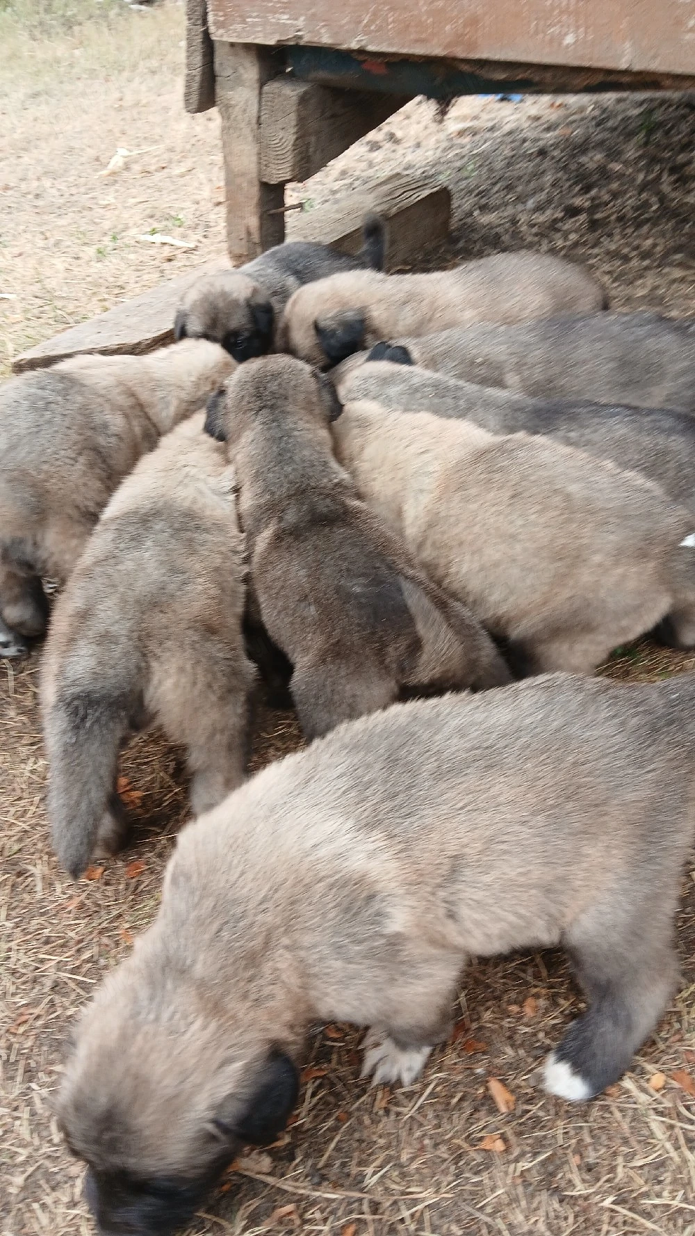 kangal , pui