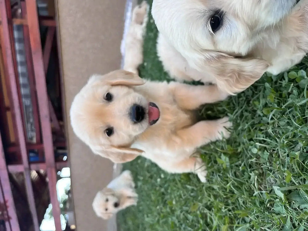 Pui Masculi Golden Retriever