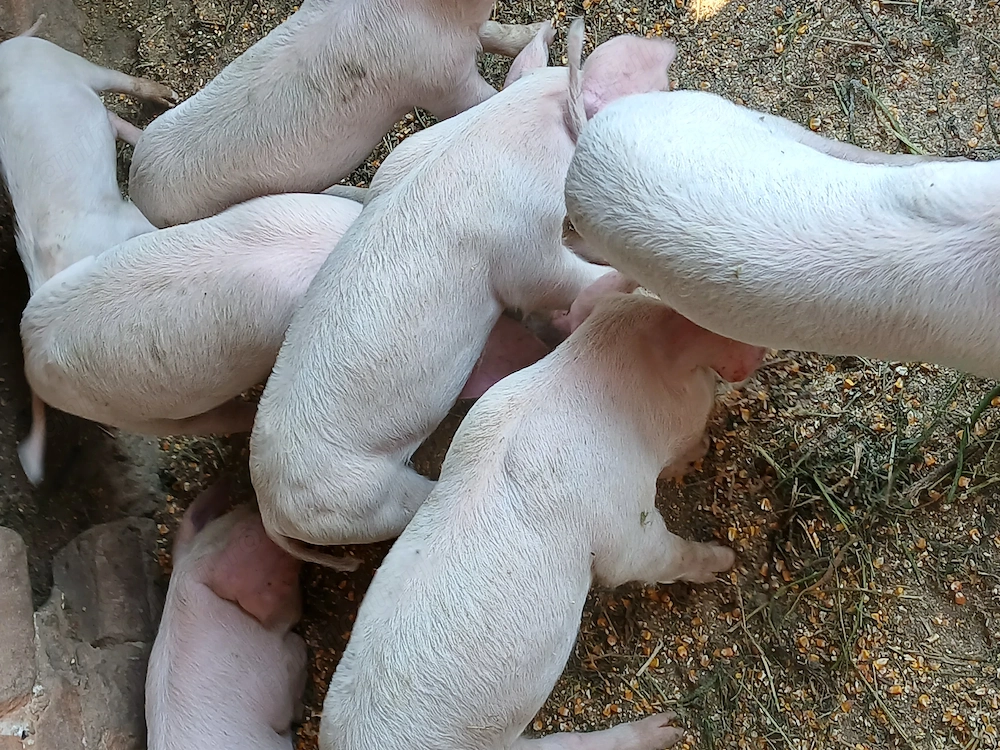 De vânzare ,purcei!