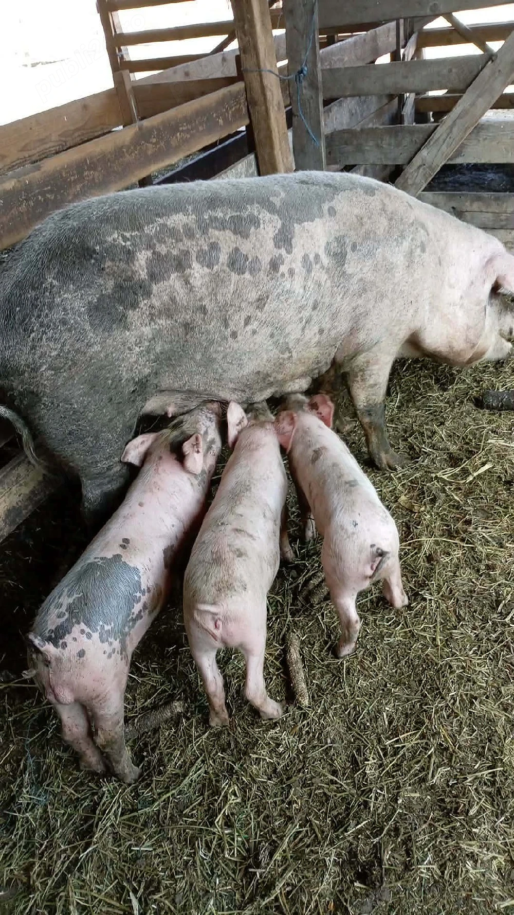 Scroafa cu purcei de vanzare