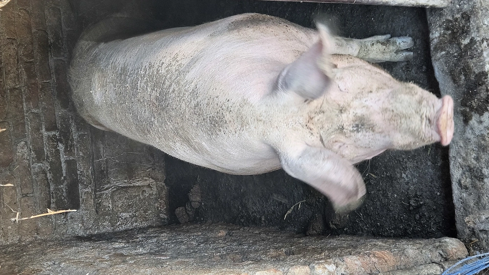 Purcea ideală pentru sacrificat 