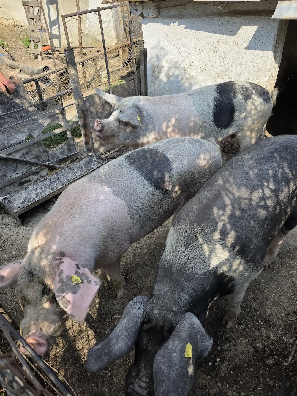 Porci de vanzare 13 lei kg