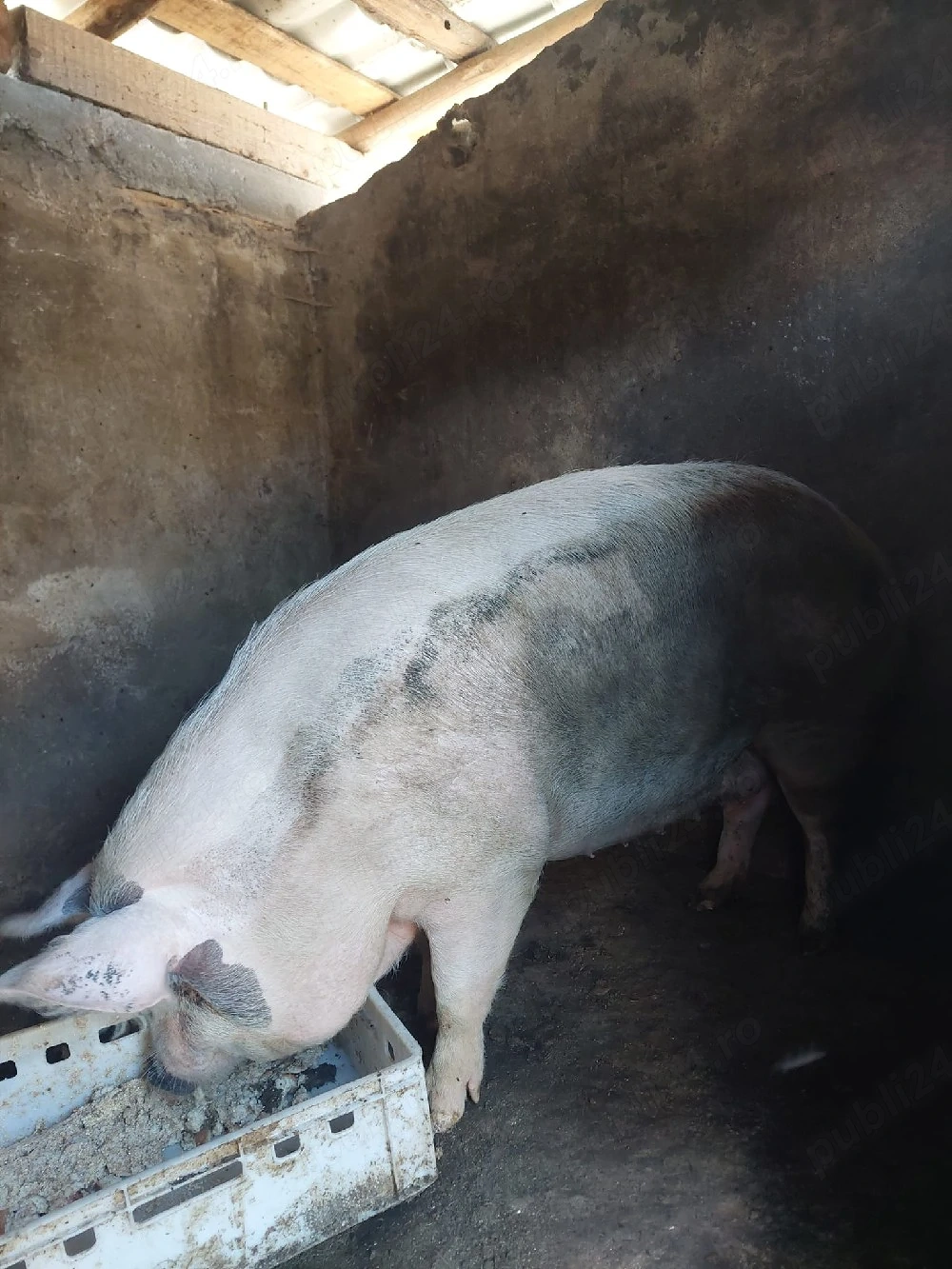 vand porc 