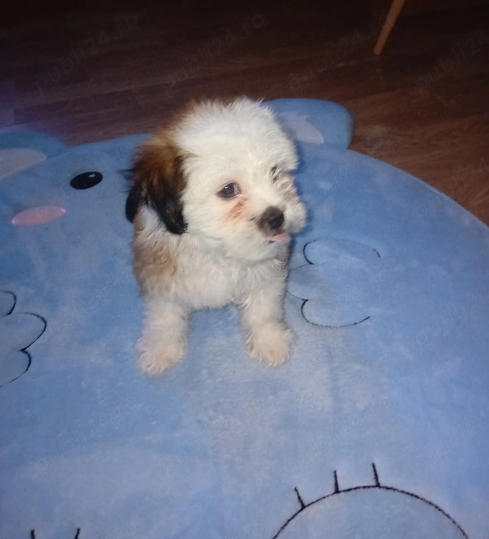 Bichon-Shih Tzu