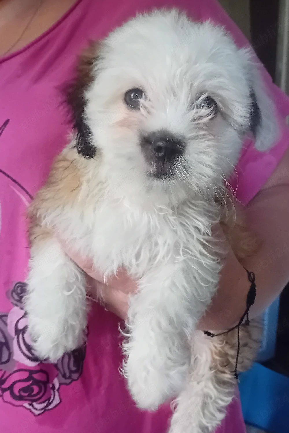 Bichon-shih tzu