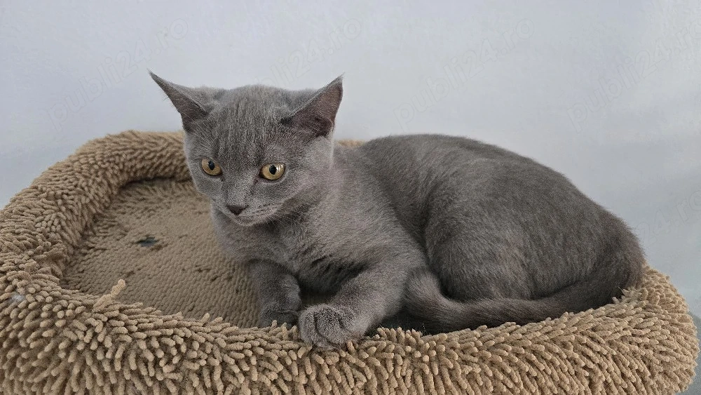 Pisici bristish shorthaire și scotish fold 