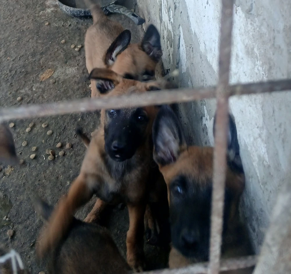 malinois belgiana 