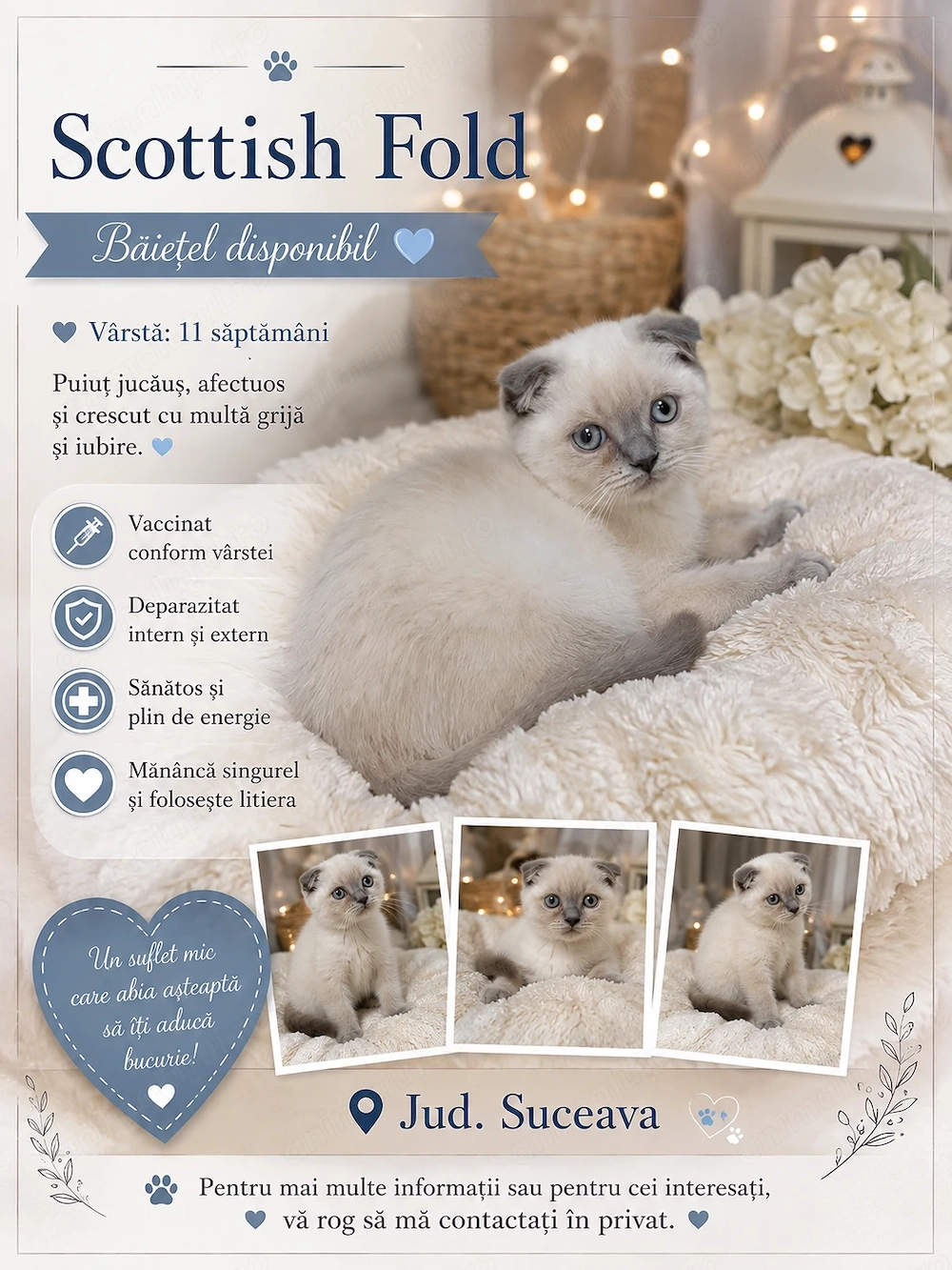 Pisic scottish fold 