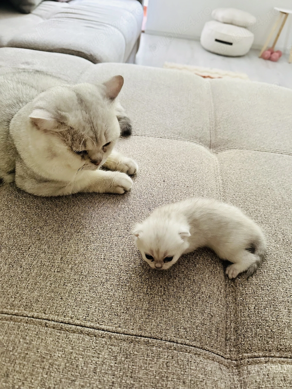 Pui british short hair chincila silver