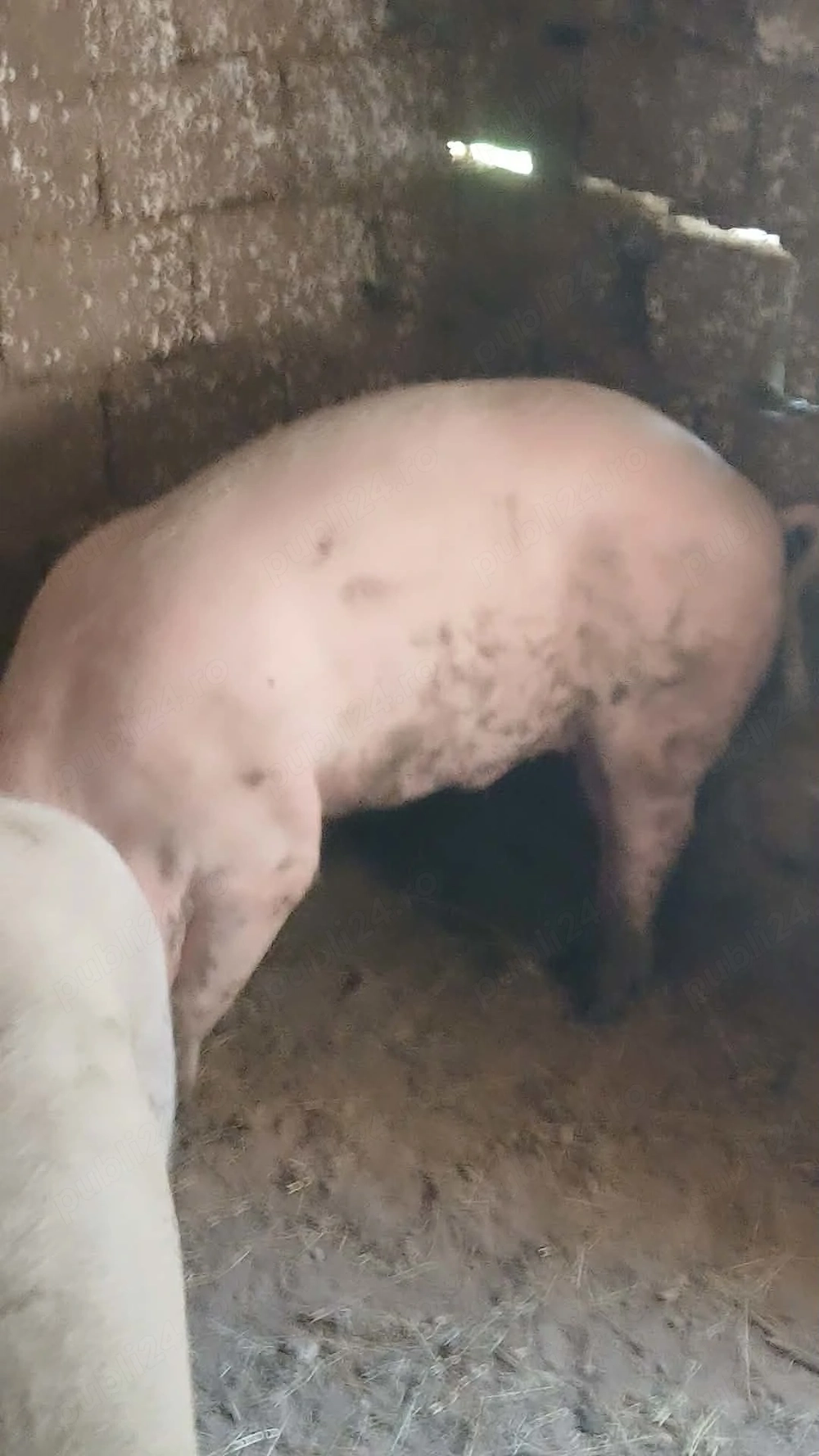 Vând Porci  
